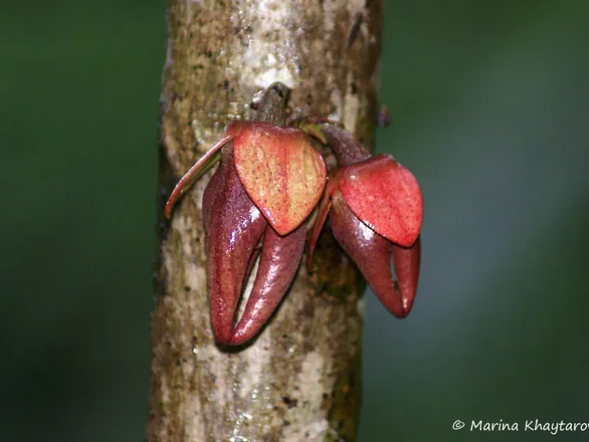 Goniothalamus macrophyllus