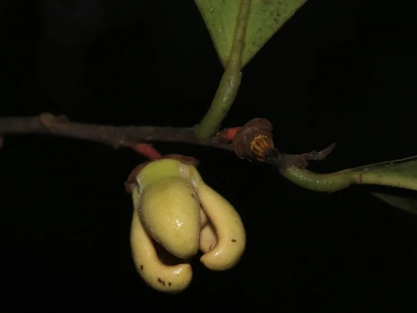 Goniothalamus cardiopetalus