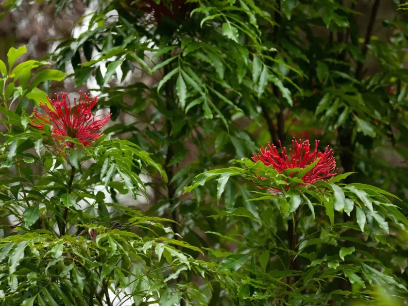 Alloxylon pinnatum