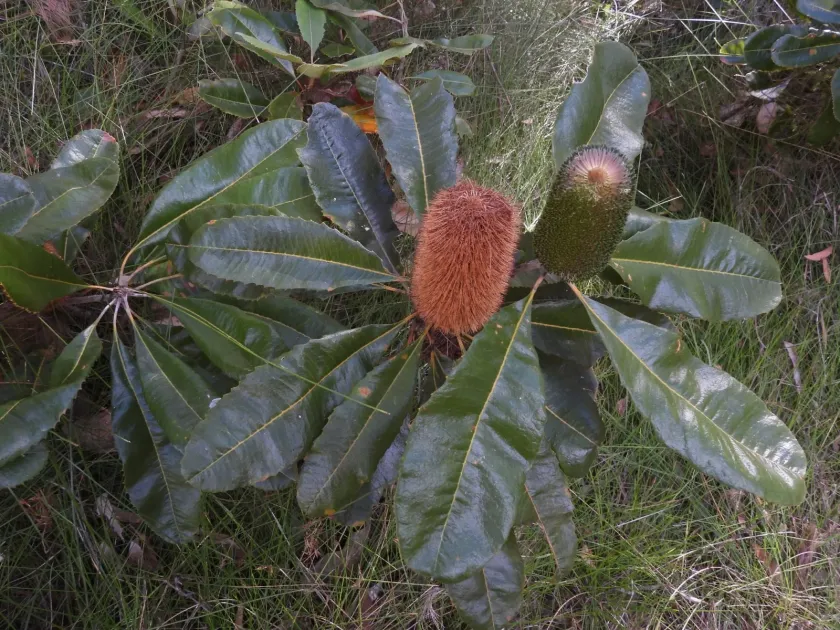 Swamp banksia