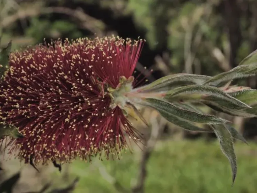 Callistemon acuminatus