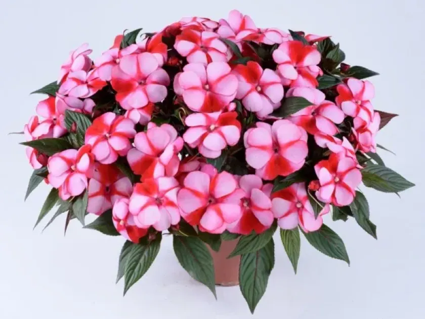 New Guinea Impatiens