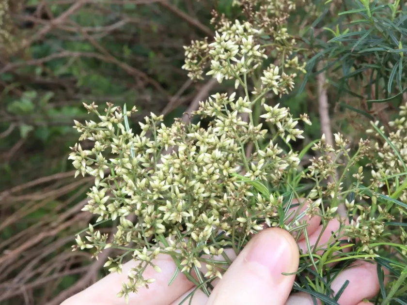 Cassinia quinquefaria