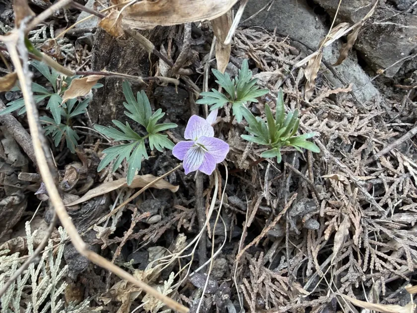 Viola dissecta