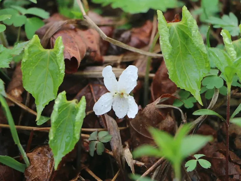 Webster's violet