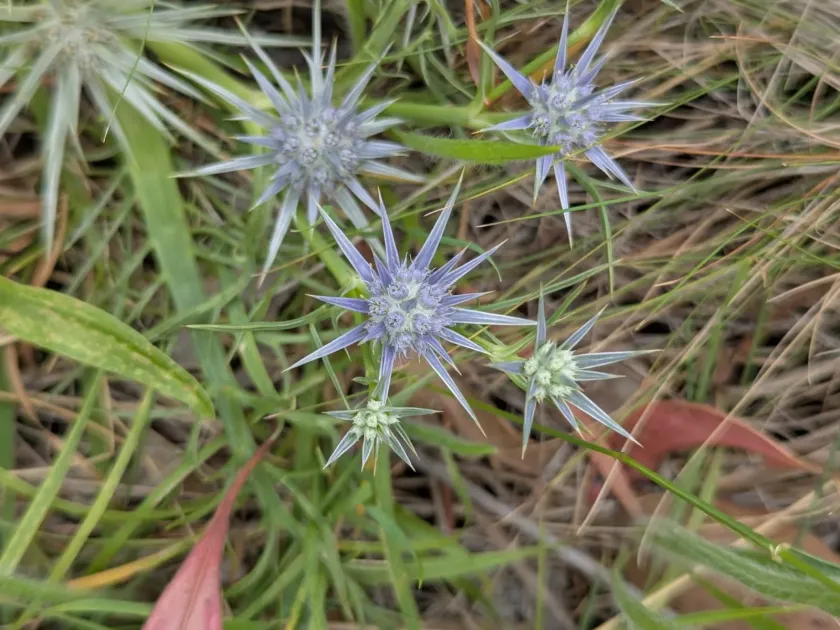 Eryngium ovinum