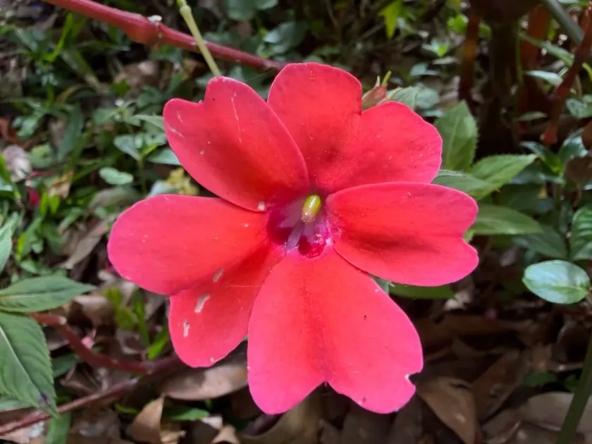 New Guinea Impatiens