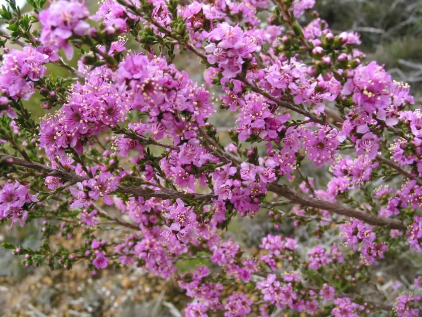 Kunzea affinis