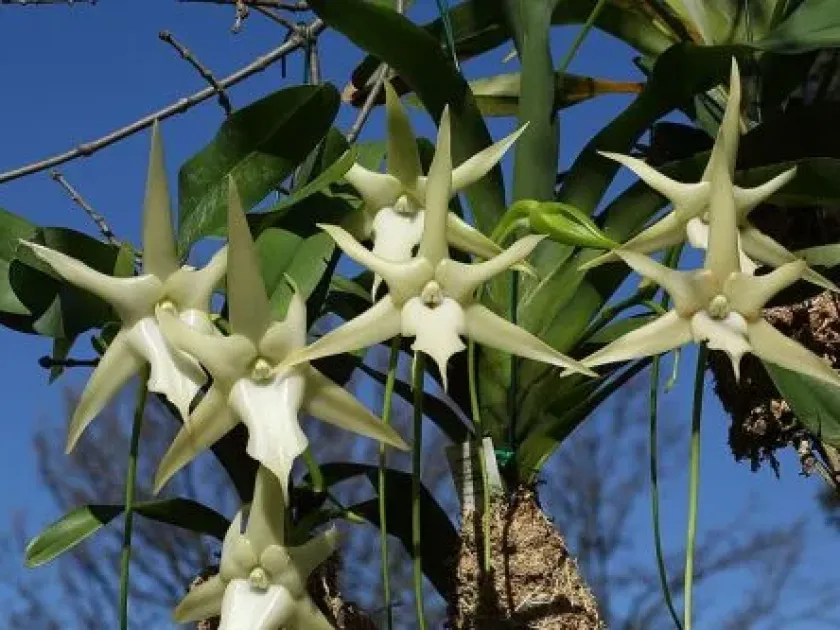 Angraecum hybrids