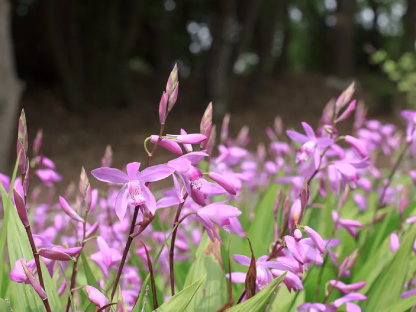 Bletilla chartacea