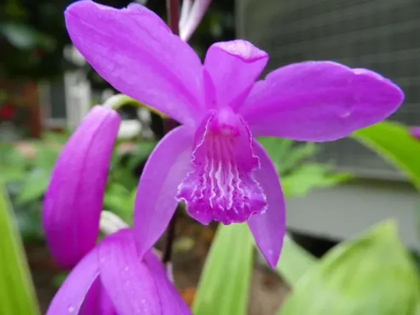 Bletilla hybrid