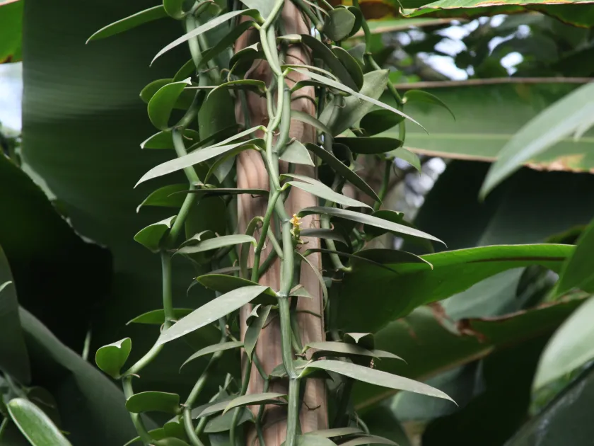 Vanilla periculosa
