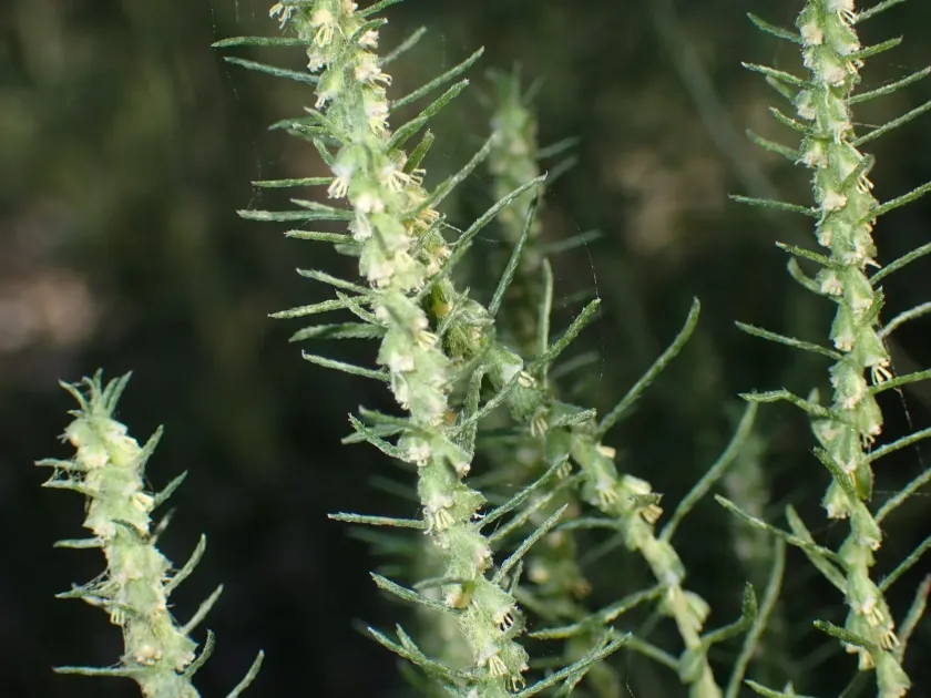 Iva angustifolia