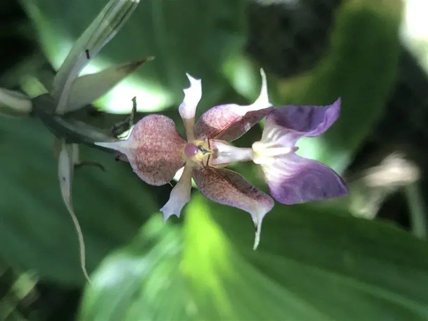 Calanthe biloba