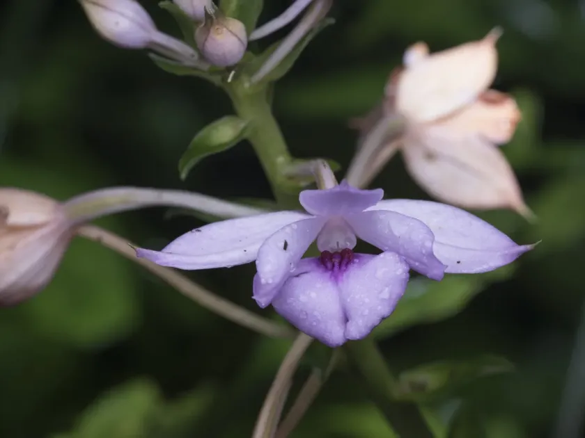 Calanthe masuca