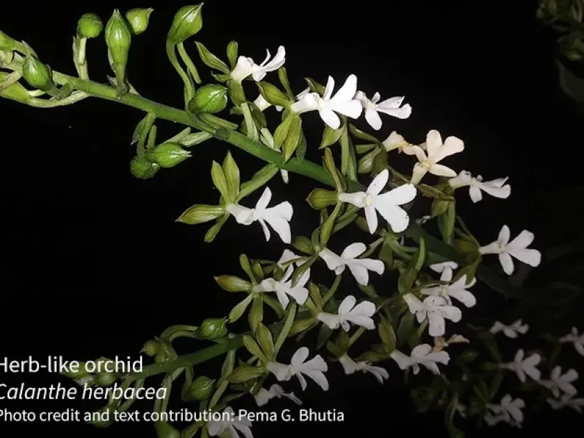 Calanthe herbacea