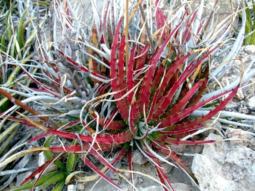Hechtia mexicana
