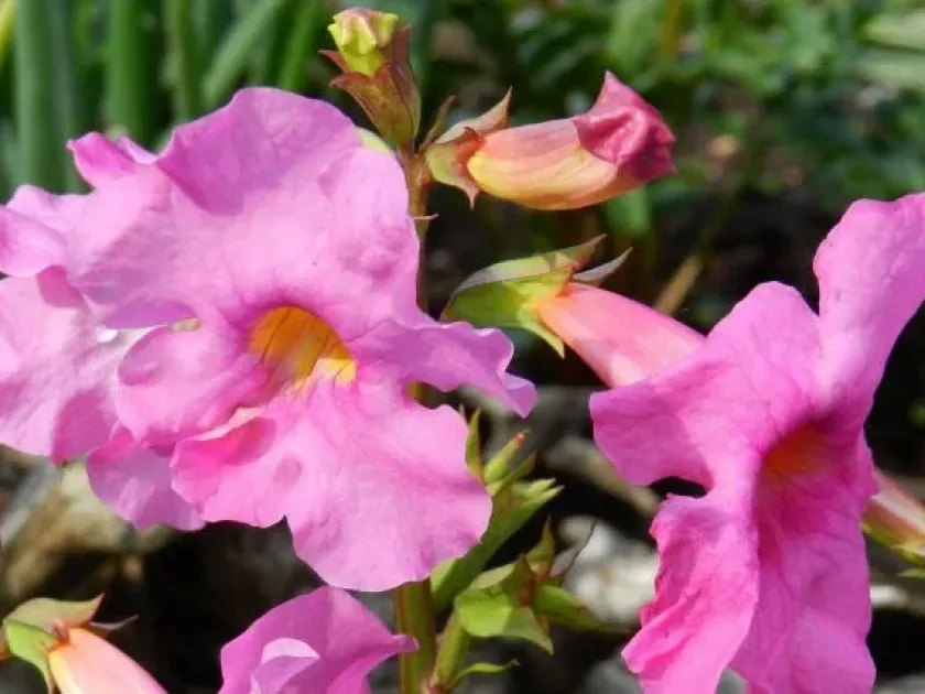 Incarvillea delavayi