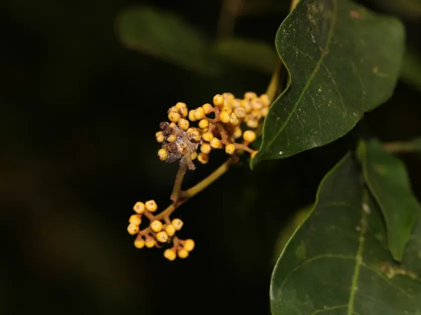 Aglaia apiocarpa