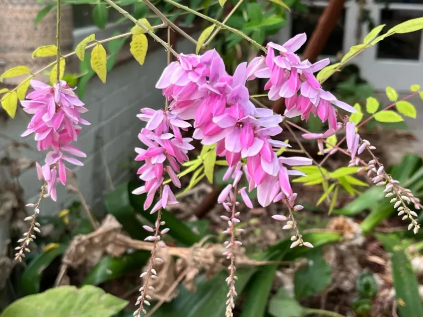 Indigofera amblyantha