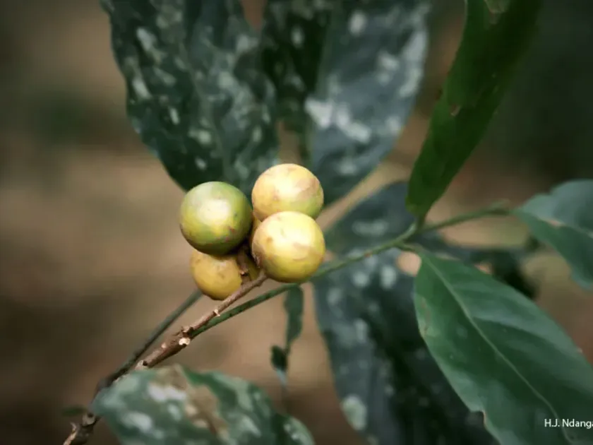 Deinbollia kilimandscharica