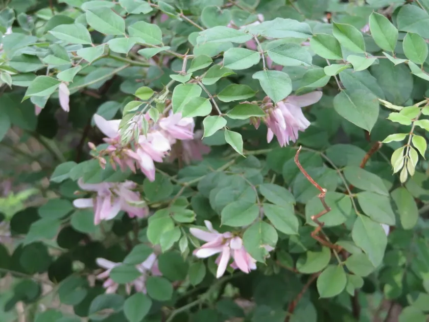 Indigofera kirilowii