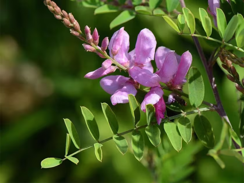 Indigofera potaninii