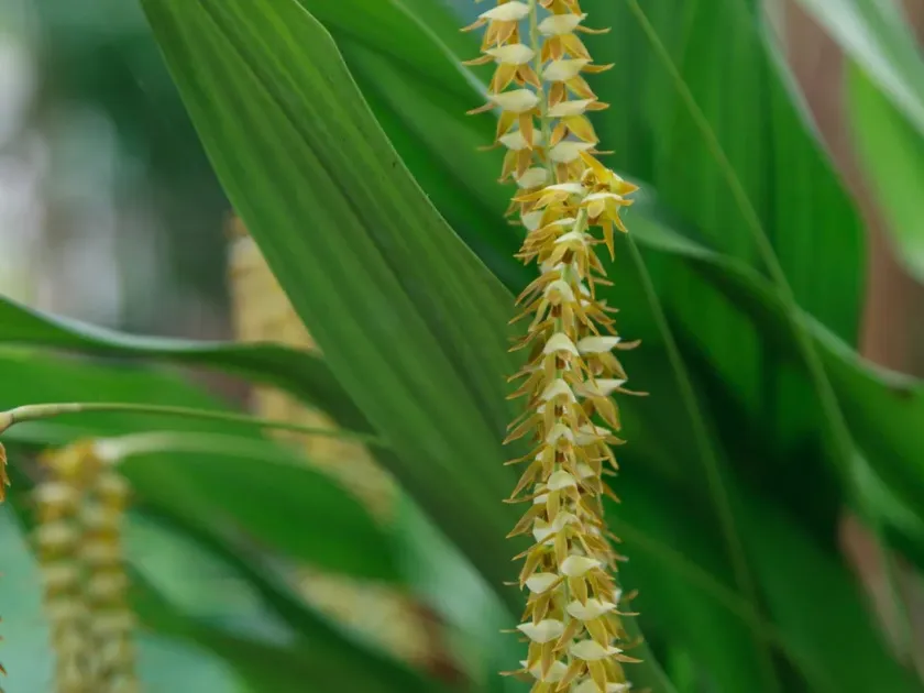Dendrochilum aurantiacum