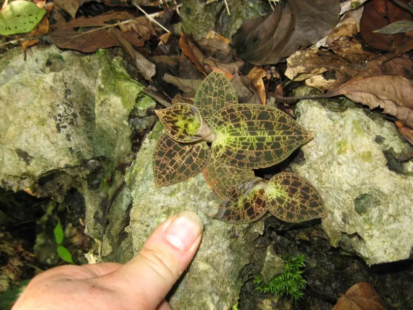 Dossinia marmorata