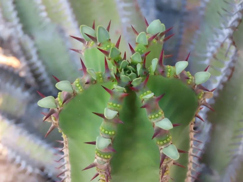 Avas mountain euphorbia