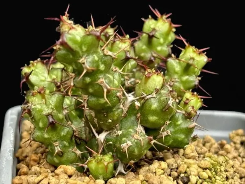 Euphorbia lenewtonii