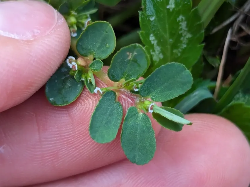 Mendez's spurge