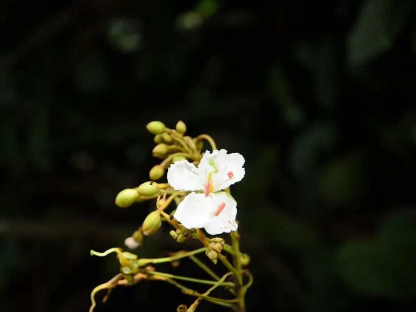 Phanera ornata