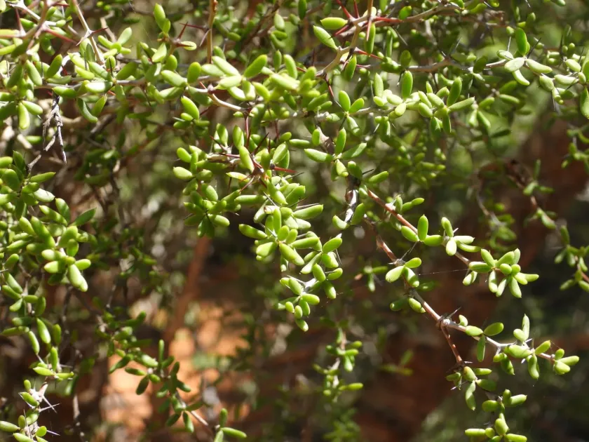 Alluaudiopsis marnieriana