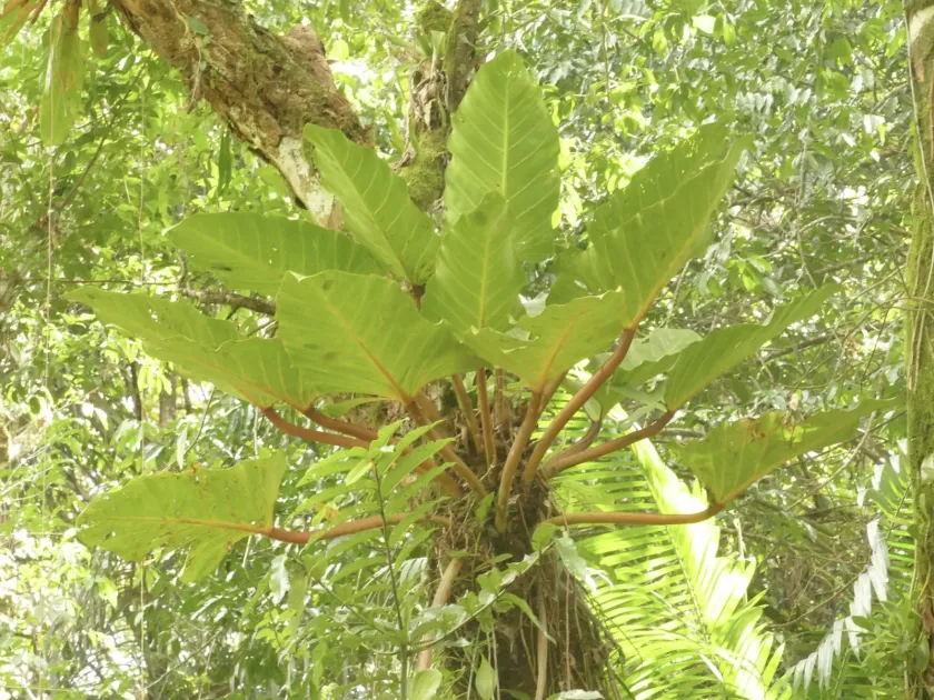 Philodendron melinonii