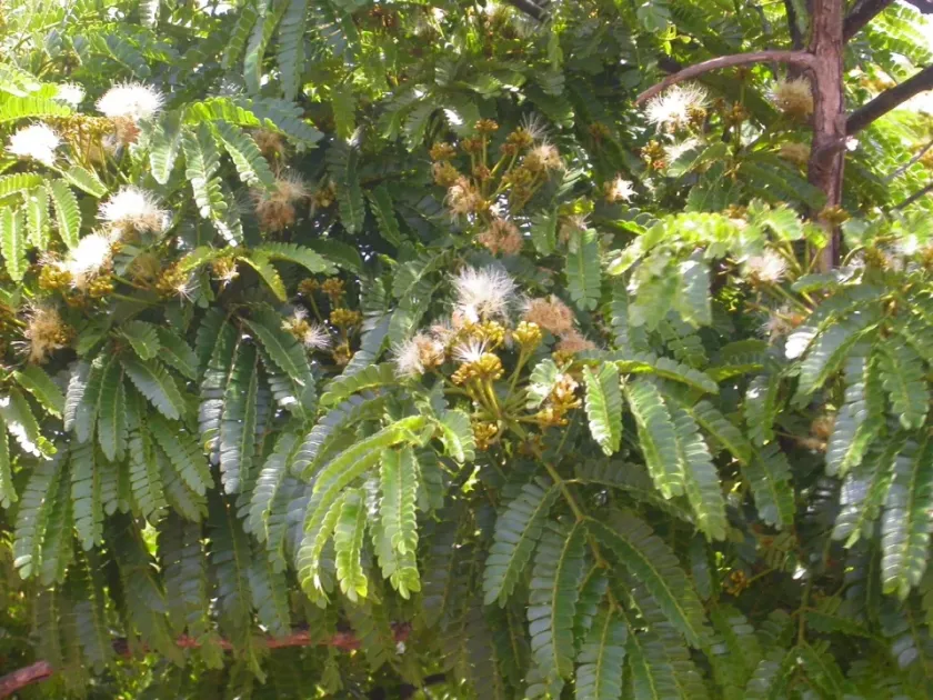 Albizia schimperiana