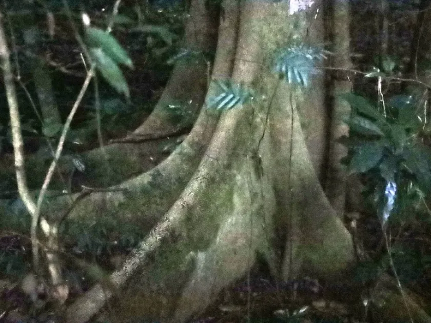 Newtonia buchananii