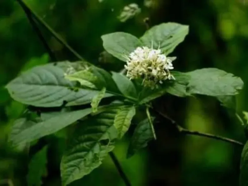 Vangueria volkensii