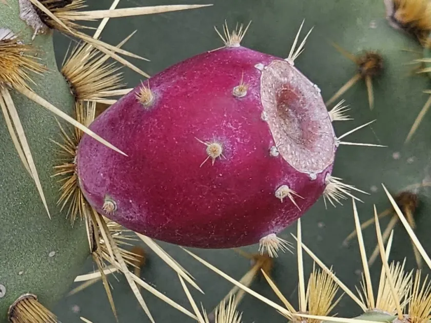 Opuntia alta