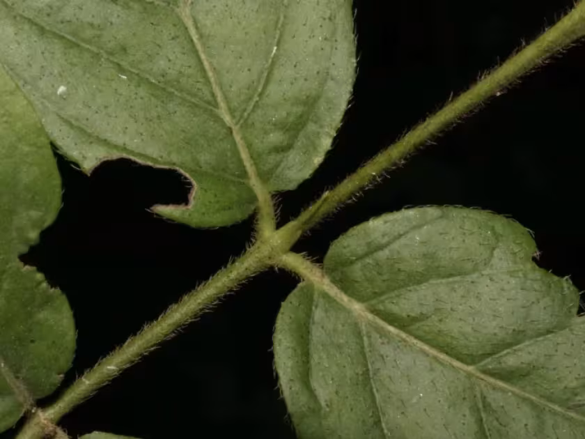 Кития корнелия