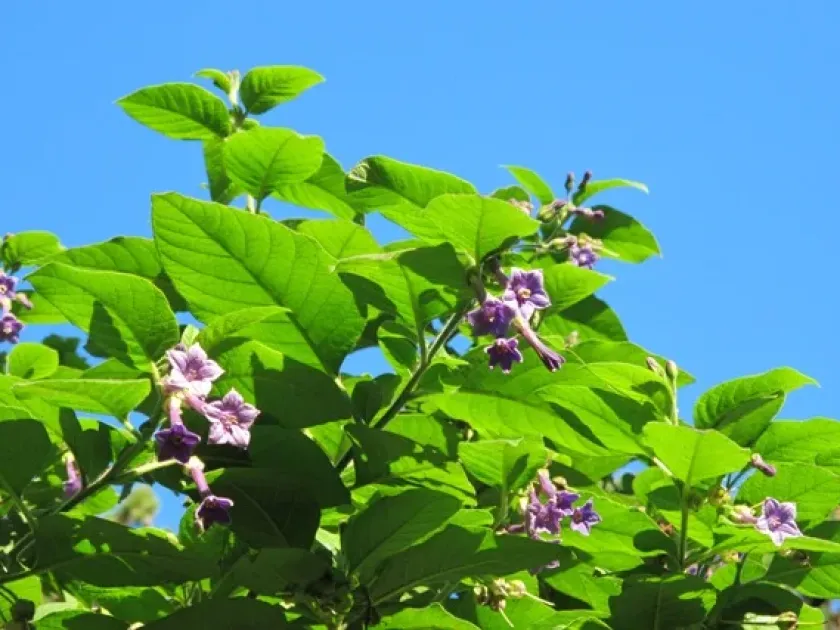 Iochroma warcewiczii