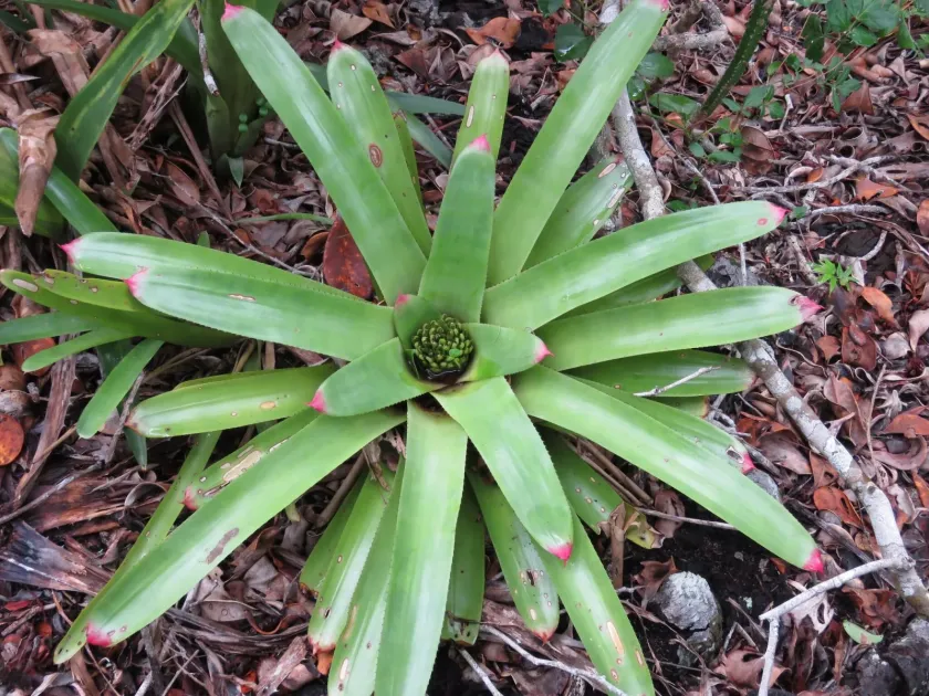 Neoregelia cruenta