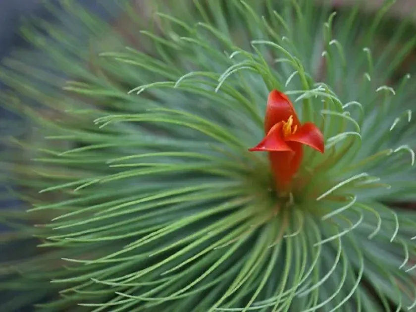 Tillandsia andreana