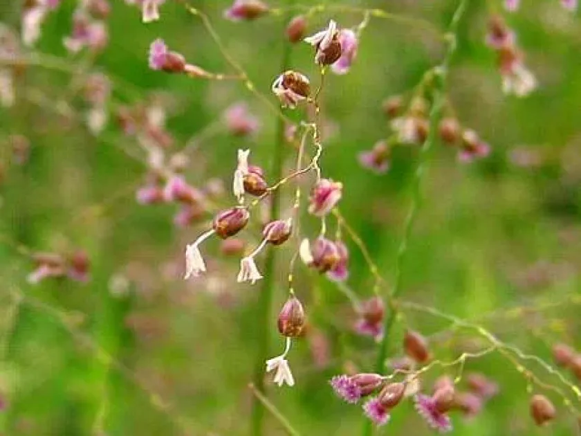 Coelachne japonica