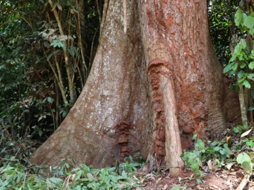 Mildbraediodendron excelsum