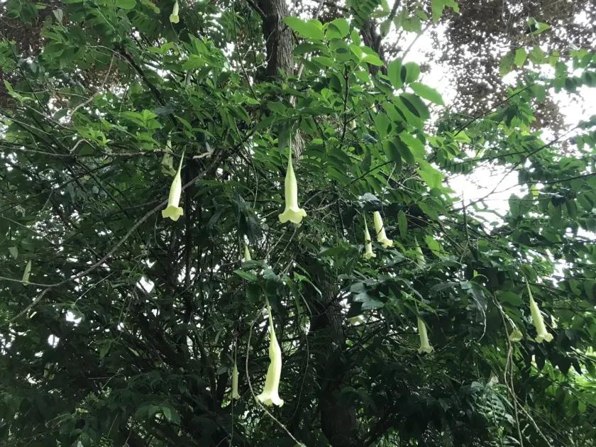 Portlandia domingensis
