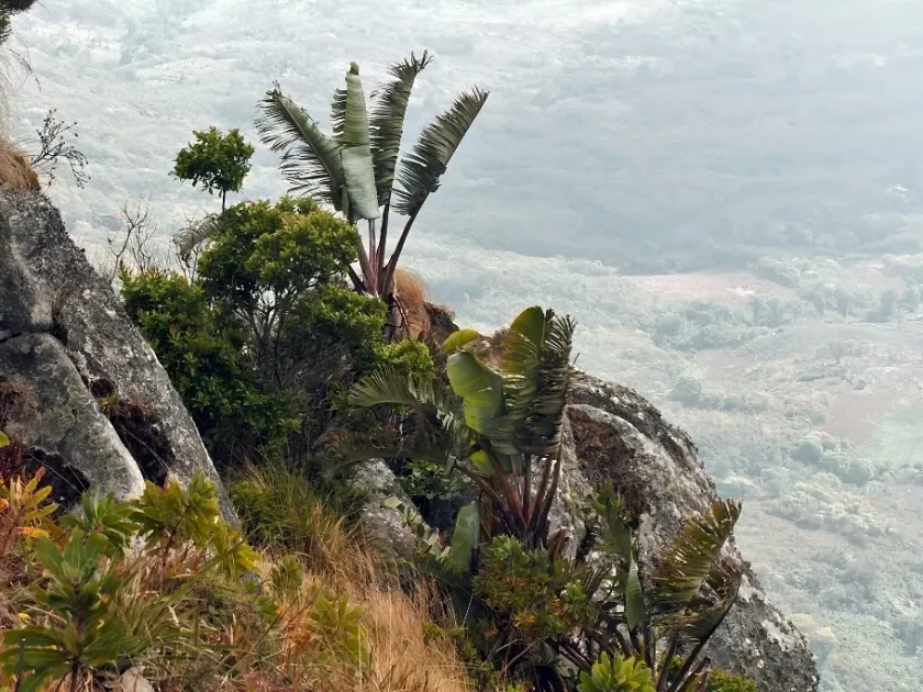 Strelitzia caudata