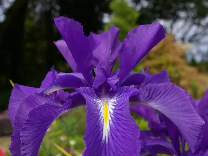 Iris latifolia