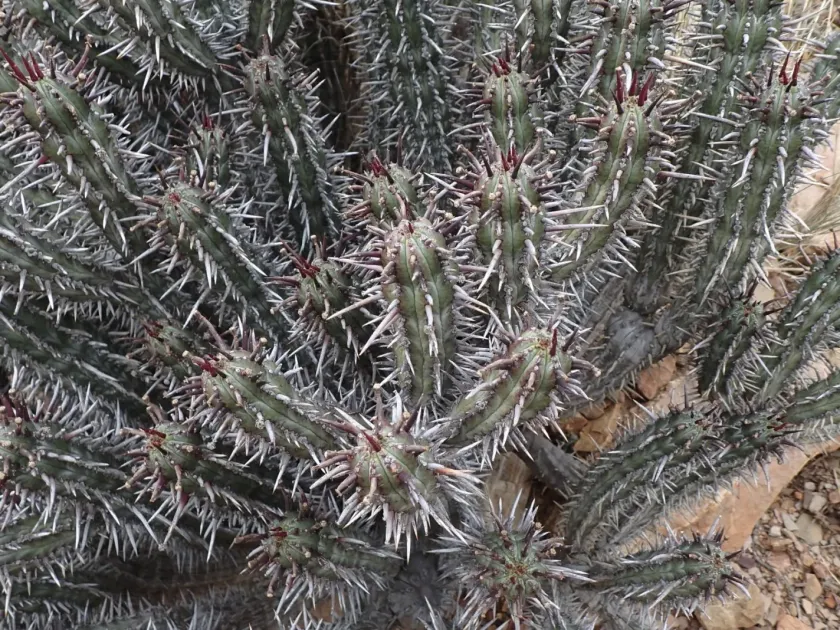 Euphorbia heptagona