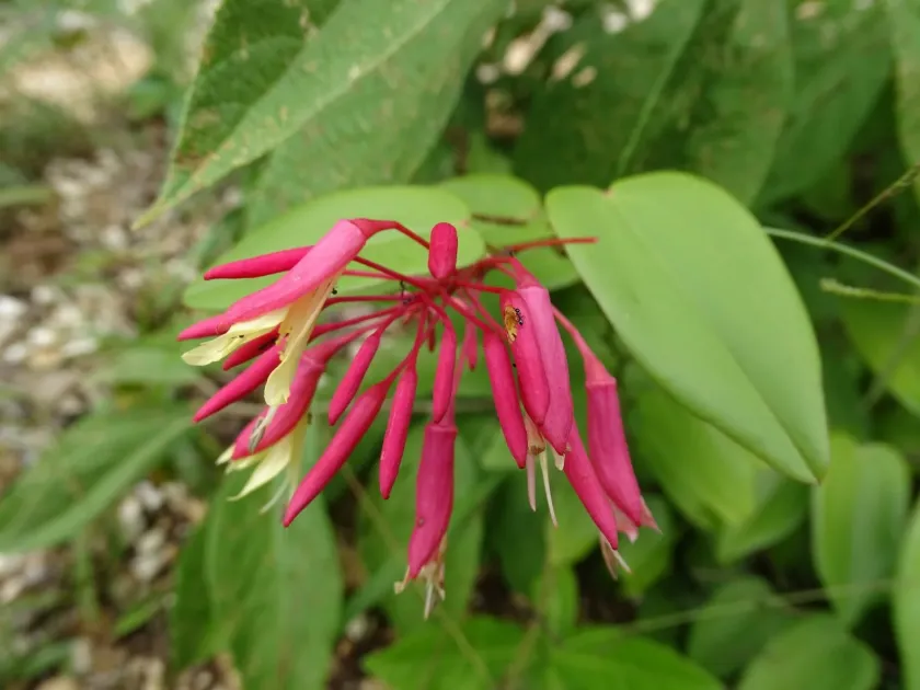 Bauhinia jenningsii